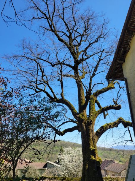 Taille d’arbres Savoie dans le respect du vivant SARL Multivert
