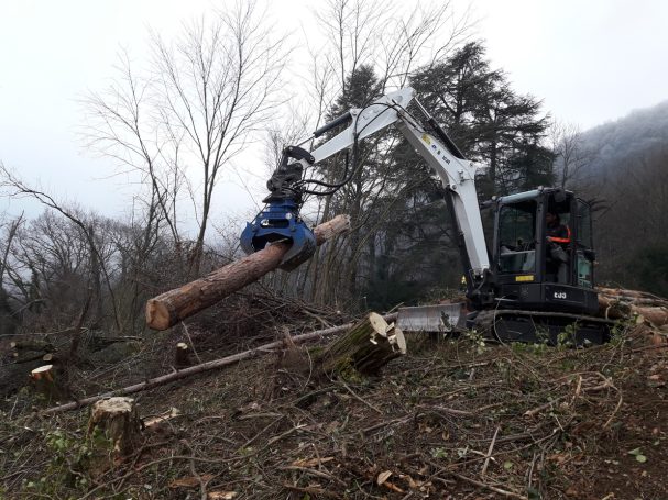 Abattage et élagage arbres dans le respect du vivant