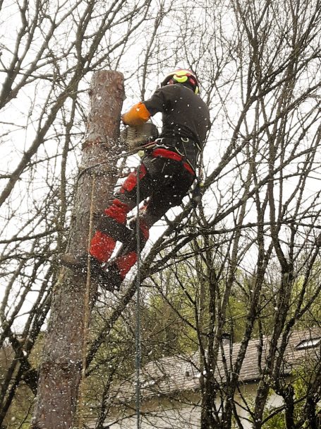 Abattage et élagage arbres SARL Multivert