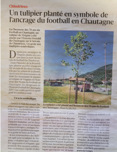 Plantation énergétique d'un arbre par Multivert Chindrieux