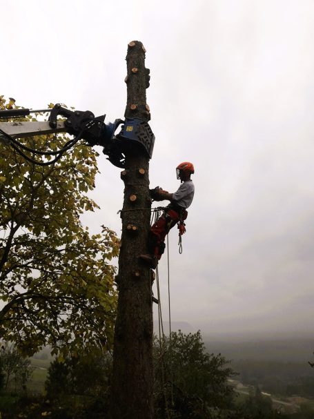 Élagage arbres Chindrieux SARL Multivert
