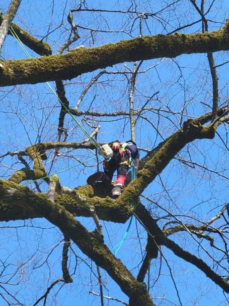 Élagage professionnel Savoie contactez SARL Multivert